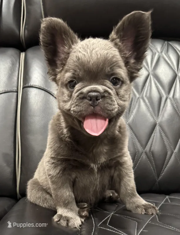 ✳️ REDUCED💲FLUFFY REGGIE ✳️ – French Bulldog puppy on hold in Camdenton, MO