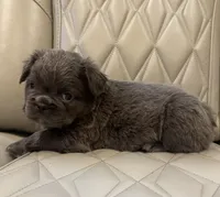 ✳️ REDUCED💲FLUFFY REGGIE ✳️, a male French Bulldog for sale in Camdenton, MO – Photo 4 of 7