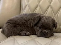 ✳️ REDUCED💲FLUFFY REGGIE ✳️, a male French Bulldog for sale in Camdenton, MO – Photo 3 of 7