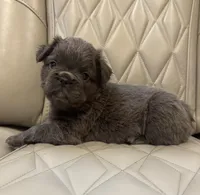 ✳️ REDUCED💲FLUFFY REGGIE ✳️, a male French Bulldog for sale in Camdenton, MO – Photo 5 of 7