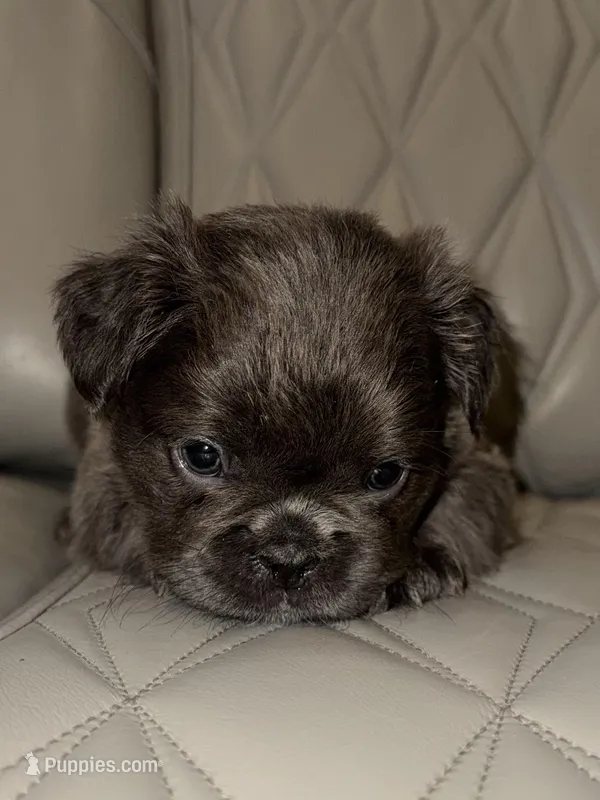 ✳️ REDUCED💲FLUFFY REGGIE ✳️ – French Bulldog puppy for sale in Camdenton, MO