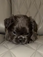 ✳️ REDUCED💲FLUFFY REGGIE ✳️, a male French Bulldog for sale in Camdenton, MO – Photo 1 of 7