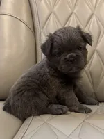 ✳️ REDUCED💲FLUFFY REGGIE ✳️, a male French Bulldog for sale in Camdenton, MO – Photo 7 of 7