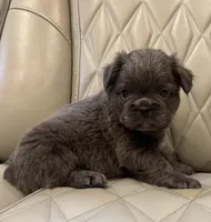 ✳️ REDUCED💲FLUFFY REGGIE ✳️, a male French Bulldog for sale in Camdenton, MO – Photo 6 of 7