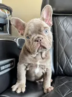 Dozer , a male French Bulldog for sale in Camdenton, MO – 3 of 10