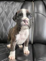 Stella, a female Boxer for sale in Camdenton, MO – 9 of 10