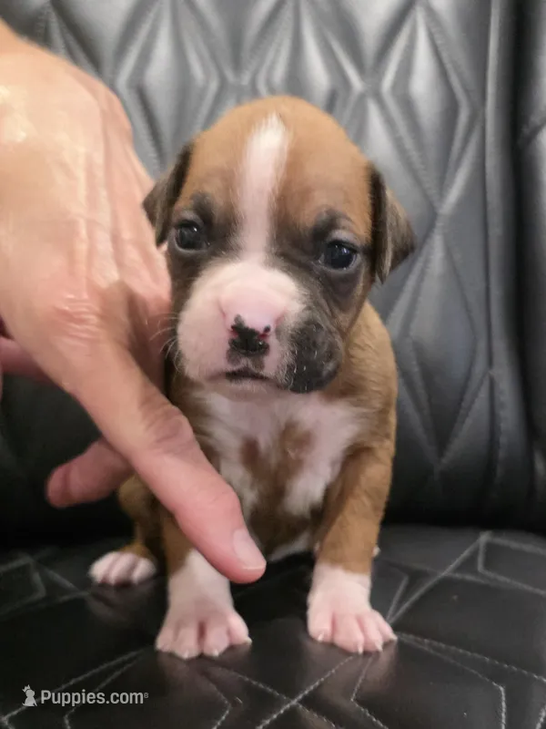 Diva – Boxer puppy for sale in Camdenton, MO