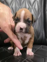 Diva, a female Boxer for sale in Camdenton, MO – 1 of 9