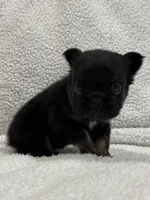 FLUFFY BIG ROPE RICO, a male French Bulldog for sale in Camdenton, MO – 5 of 10
