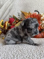 FLUFFY HUXLEY, a male French Bulldog for sale in Camdenton, MO – 6 of 8