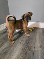 Maverick , a male French Bulldog and Boxer for sale in Camdenton, MO – 3 of 10