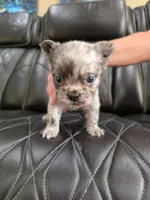 Fluffy Emma, a female French Bulldog for sale in Camdenton, MO – 1 of 9