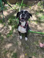 Harper AKC, a female Boxer for sale in Camdenton, MO – 3 of 6