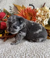 FLUFFY HUXLEY, a male French Bulldog for sale in Camdenton, MO – 5 of 8