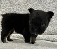 FLUFFY BIG ROPE RICO, a male French Bulldog for sale in Camdenton, MO – 2 of 10