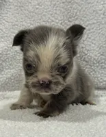 FLUFFY MAJESTY, a female French Bulldog for sale in Camdenton, MO – 4 of 10
