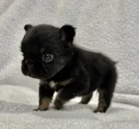 FLUFFY BIG ROPE RICO, a male French Bulldog for sale in Camdenton, MO – 4 of 10