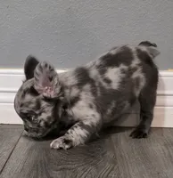 Fluffy Emma, a female French Bulldog for sale in Camdenton, MO – 3 of 10