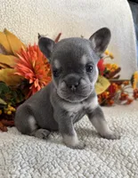 KARLEE , a female French Bulldog for sale in Camdenton, MO – 7 of 10