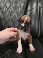 Rocky, a male Boxer for sale in Camdenton, MO – 1 of 10