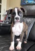 Marlee- full akc, a female Boxer for sale in Camdenton, MO – 5 of 10