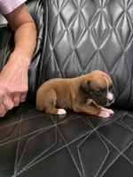 Bella, a female Boxer for sale in Camdenton, MO – 6 of 8