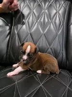 Cooper, a male Boxer for sale in Camdenton, MO – 8 of 10