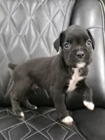 Duke, a male Boxer for sale in Camdenton, MO – 2 of 10