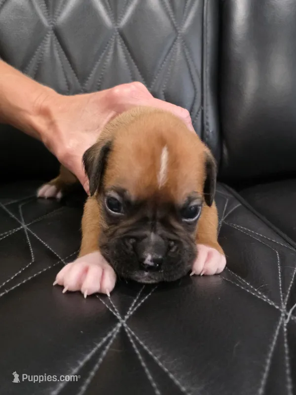 Reese – Boxer puppy for sale in Camdenton, MO