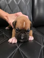 Reese, a male Boxer for sale in Camdenton, MO – 1 of 8