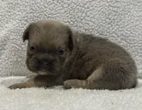 FLUFFY BIG ROPE MAUI, a female French Bulldog for sale in Camdenton, MO – 2 of 9