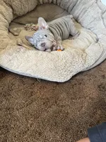 REDUCED VELVET BIG ROPE WRINKLES, a male French Bulldog for sale in Osage Beach, MO – 5 of 10