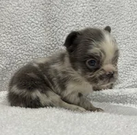FLUFFY MAJESTY, a female French Bulldog for sale in Camdenton, MO – 9 of 10