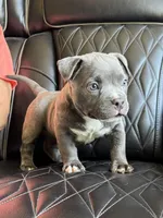 Star *Pocket bully*, a female American Bully for sale in Camdenton, MO – 4 of 10