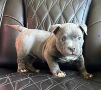 Star *Pocket bully*, a female American Bully for sale in Camdenton, MO – 6 of 10