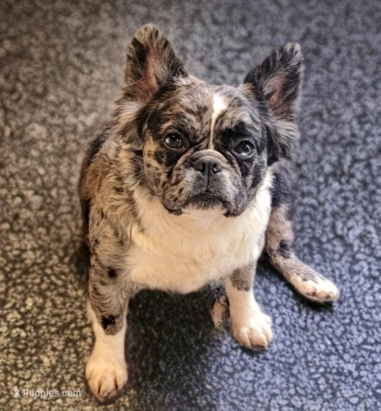 Camilla  – French Bulldog puppy for sale in Camdenton, MO
