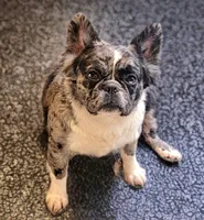 Camilla , a female French Bulldog for sale in Camdenton, MO – 1 of 4