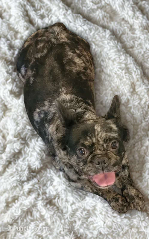 Ezzy (full akc rights)  – French Bulldog puppy for sale in Camdenton, MO