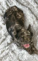 Ezzy (full akc rights) , a female French Bulldog for sale in Camdenton, MO – 1 of 1