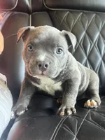 Star *Pocket bully*, a female American Bully for sale in Camdenton, MO – 5 of 10