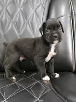 Duke, a male Boxer for sale in Camdenton, MO – 9 of 10