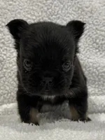 FLUFFY BIG ROPE RICO, a male French Bulldog for sale in Camdenton, MO – 9 of 10