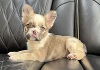 REDUCED PRICE FLUFFY CASHMERE , a female French Bulldog for sale in Camdenton, MO – 4 of 10
