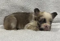 FLUFFY CASHMERE, a female French Bulldog for sale in Camdenton, MO – 9 of 10