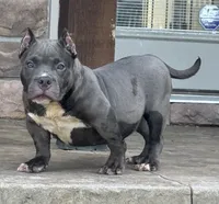  REDUCED PRICE Star *Pocket bully*, a female American Bully for sale in Camdenton, MO – 2 of 10