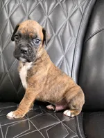 Ollie, a male Boxer for sale in Camdenton, MO – 2 of 10