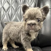 ✳️REDUCED💲BIG ROPE TRI FLUFFY MAVERICK, a male French Bulldog for sale in Camdenton, MO – Photo 6 of 10