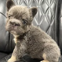 ✳️REDUCED💲BIG ROPE TRI FLUFFY MAVERICK, a male French Bulldog for sale in Camdenton, MO – Photo 9 of 10