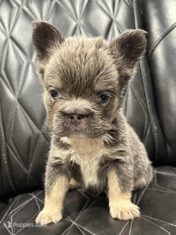 ✳️BIG ROPE TRI FLUFFY MAVERICK