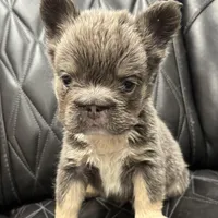 ✳️REDUCED💲BIG ROPE TRI FLUFFY MAVERICK, a male French Bulldog for sale in Camdenton, MO – Photo 1 of 10